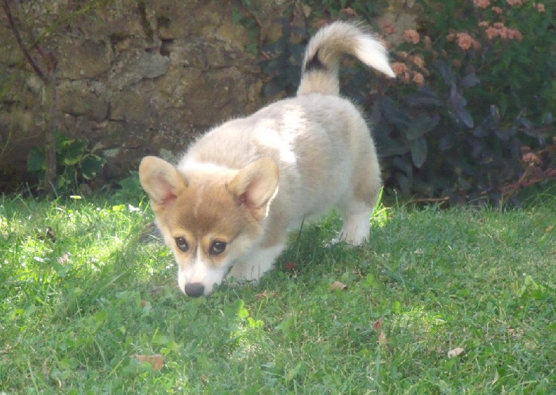 Merci à tous pour les belles photos des corgis nés chez nous.
